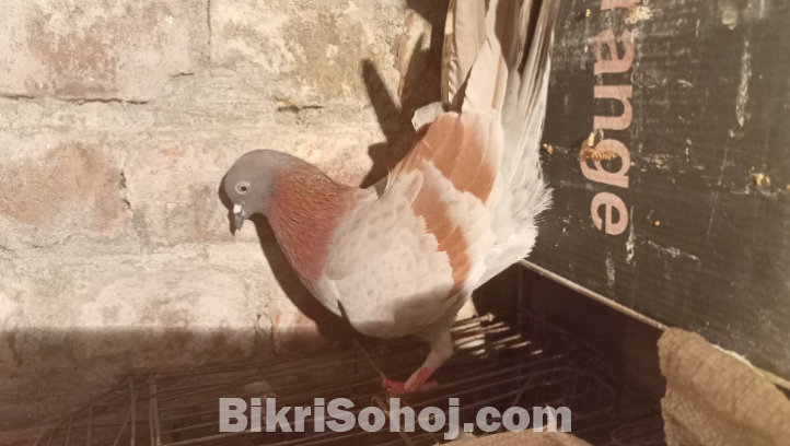 কবুতর
